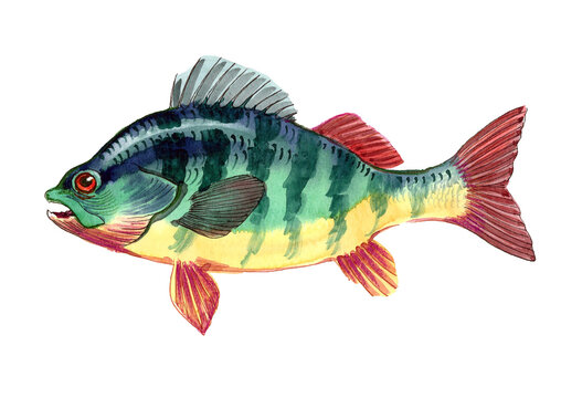 Hand-Drawn Watercolor European Perch / Freshwater Gamefish Illustration on White Background