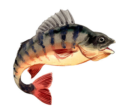 Hand-Drawn Watercolor Leaping Perch / Freshwater Gamefish Illustration on White Background