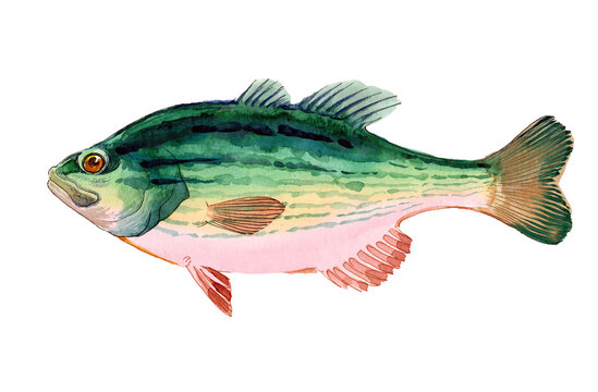 Hand-Drawn Watercolor Perch / Freshwater Fish Illustration on White Background