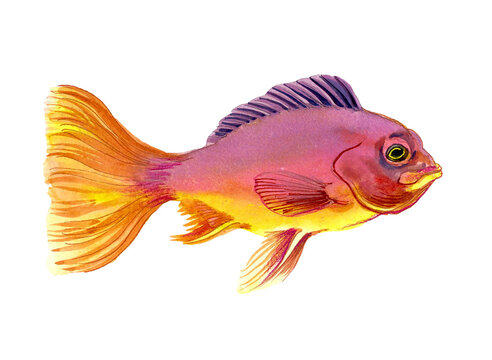 Hand-Drawn Watercolor Fancy Goldfish / Cichlid Illustration on White Background