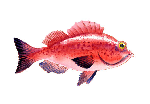 Hand-Drawn Watercolor Red Rockfish / Scorpionfish Illustration on White Background