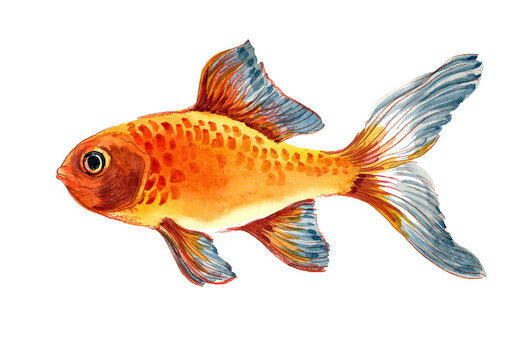 Hand-Drawn Watercolor Goldfish Illustration on White Background