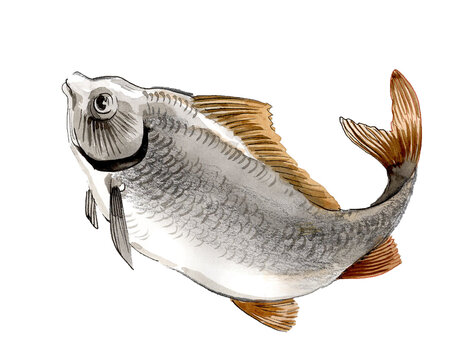 Hand-Drawn Watercolor Piranha / Freshwater Fish Illustration on White Background
