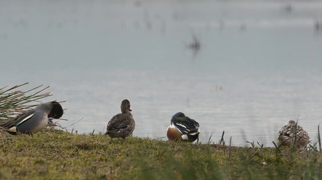 Eurasian Teal, Anas crecca, birds in spring courtship on marshes