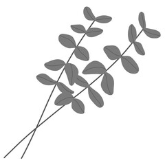 eucalyptus illustration © HM