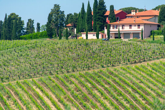 Sangiovese Vineyards in Tuscany - Italy