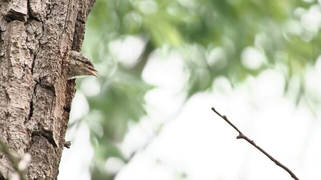 Begging eurasian wryneck (Jynx torquilla) chirping, young bird, looking out of the breeding cavity, being fed by adult bird, Hesse, Germany