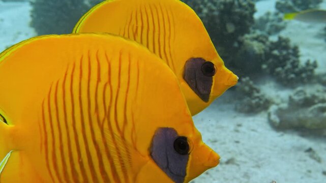 Close-up of masked butterflyfish (Chaetodon semilarvatus) in clear blue water, Mangrove Bay, El Quesier, Egypt