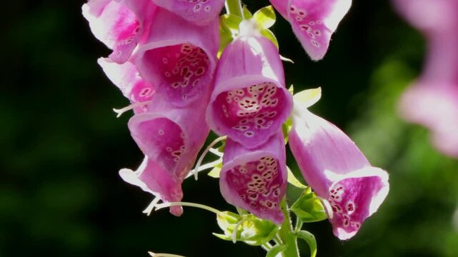 Detail, panning shot, bumblebee crawling in flowers, Common foxglove (Digitalis purpurea), Sieversen, Rosengarten, Lower Saxony, Germany