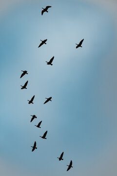 Flock of Geese Silhouetted in Flight Against a Soft Blue Sky