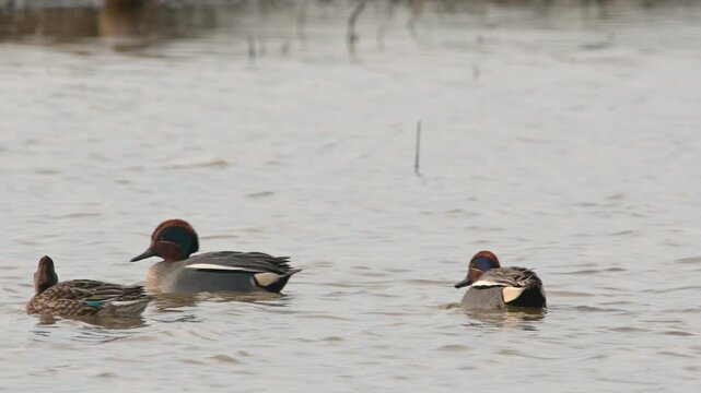 Eurasian Teal, Anas crecca, birds in spring courtship on marshes