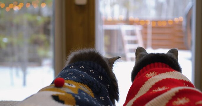 Indoor cats dressed in cute festive sweaters sit side by side looking through large window. Cute feline pets observe cold snowy outdoors from comfortable safety of heated living room.