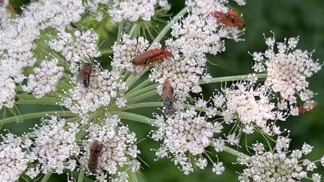 Cow parsley (Anthriscus sylvestris) with mating soldier beetles (Cantharidae) in Ystad, Scania, Sweden, Scandinavia