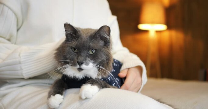 Grey domestic cat wearing patterned shirt relaxes peacefully on lap while owner strokes fluffy pet cuddling on soft bed, highlighting calming companionship, warm lighting and indoor contentment.