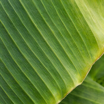 Green leaf texture with parallel veins and a ribbed surface