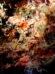 coral reef in the sea © taffpixture