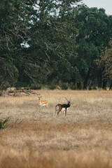 Male and female blackbuck antelope standing in a dry grassy field in Texas © JRPHOTOGRAPHY