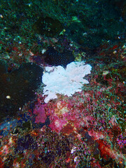 Coral reef at Tioman Island © taffpixture