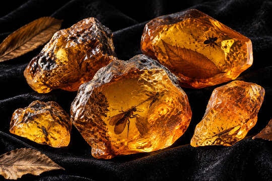 copal. Several raw amber copal resin pieces on black velvet with ancient inclusions. gardening catalogs, home-decor guides, designed for home decor and floral branding, used by video editors.