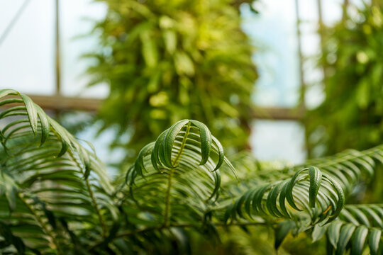 Arching Green Leaves of Zamia Pseudoparasitica Cycad in Tropical Greenhouse