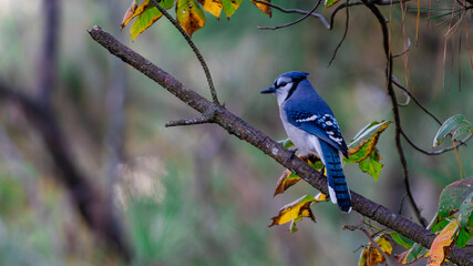 blue tit on a branch © Jason
