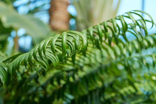 Closeup of Curved Green Leaves of Zamia Pseudoparasitica Tropical Cycad