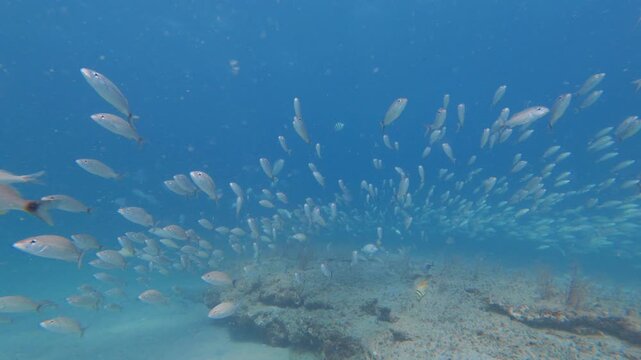 underwater view of a school of fish swimming in ocean with coral reef