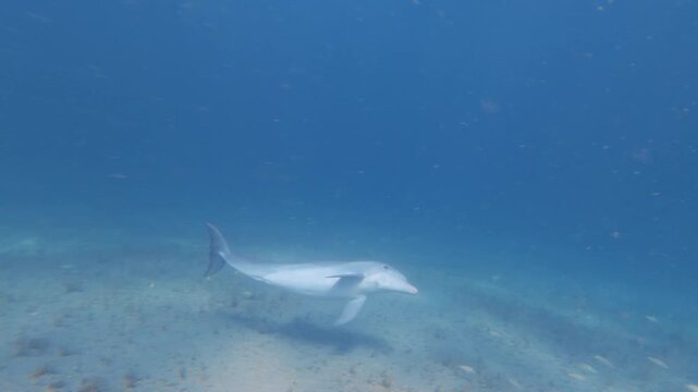 underwater view of a dolphin swimming in ocean