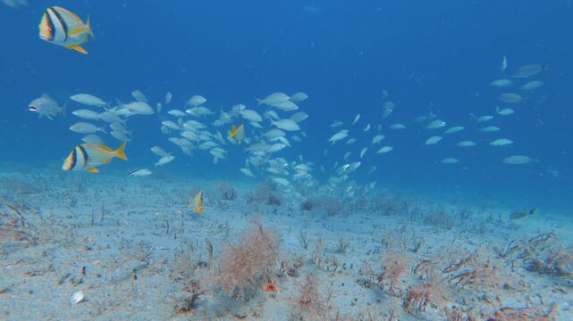 underwater view of a school of fish swimming in ocean with coral reef