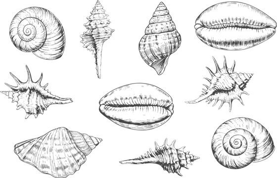 Vintage seashell vector collection with Scallop, Cowrie, Conical and Coiled shell forms, detailed monochrome engraving illustration for nautical and coastal designs.