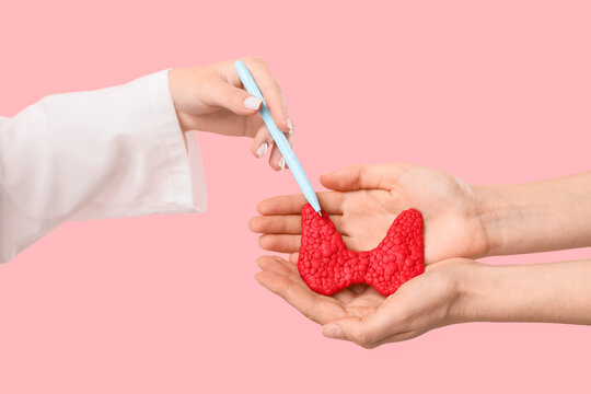 Thyroid health and endocrine system diagnosis, doctor pointing at anatomical model in patient hands for medical consultation and hormone disorder awareness