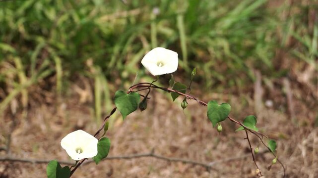Real time clip of white morning glory Ipomoea obscura flowers moving softly, highlighting delicate white trumpet-shaped petals and green leaves swaying in the breeze across a rural field.