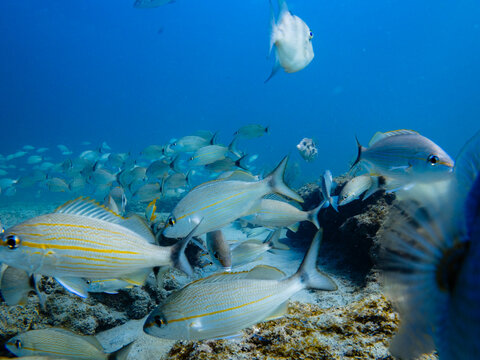 underwater view of a school of fish swimming in ocean with coral reef