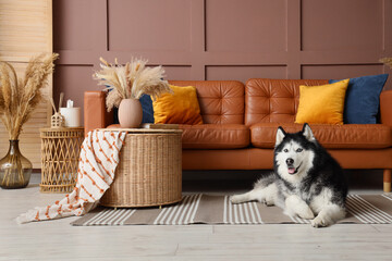 Pet friendly home interior, happy husky dog resting on rug in modern living room with leather sofa and cozy decor for lifestyle and domestic comfort © Pixel-Shot