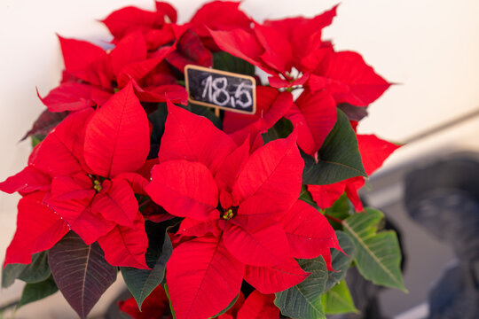 Red poinsettia plant with green leaves and a small chalkboard price tag in a retail display, a festive Christmas decoration idea for the winter holiday season.