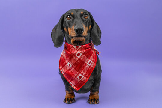 A black and tan dachshund dog sits wearing a red checkered bandana with white hearts against a lilac backdrop, a romantic Valentine theme for pet adoption and dating promotions.