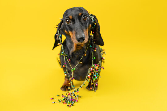 A black and tan dachshund dog stands wrapped in a tangle of multicolored string lights with a pile of bulbs at its front paw, a playful take on decorating mishaps and holiday preparation stress.