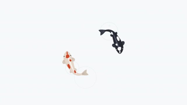Koi fish swimming in circles on a solid white background