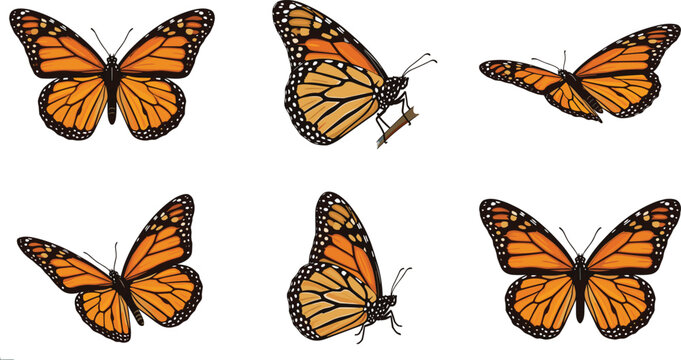 Monarch butterfly vector collection featuring detailed orange and black butterflies in different flying and perched angles isolated on white