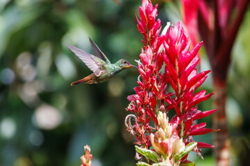 A rufous-tailed hummingbird (Amazilia tzacatl) drinking nectar from flowers in a tropical forest in Costa Rica. © KeylorHdz