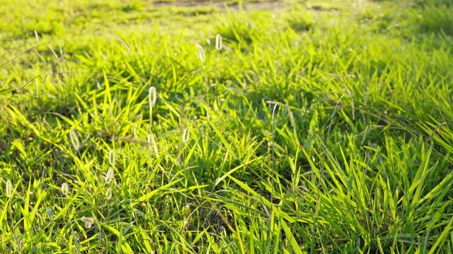 夕日を浴びて黄金色に輝きながら風に揺れる公園の雑草