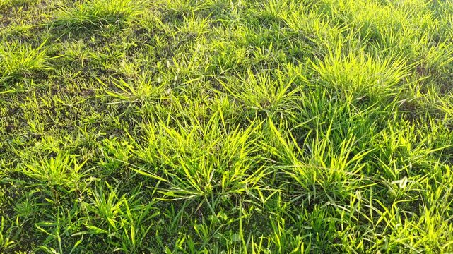 夕日を浴びて黄金色に輝きながら風に揺れる公園の雑草