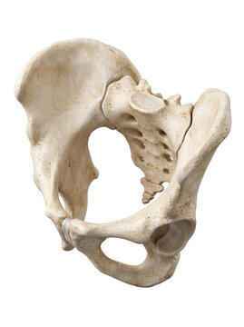 Pelvis Bone Isometric Angle Realistic Render Isolated png