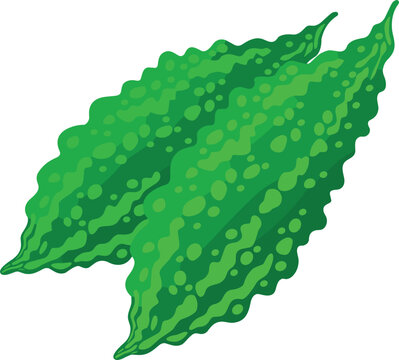 Fresh green bitter melon vector illustration with bumpy textured skin and detailed shading, ideal for healthy eating, organic farming, Asian cuisine, and vegetable designs