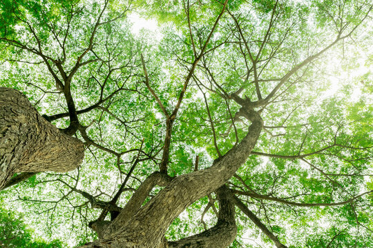 Bottom view of a mature tree trunk and spreading green canopy in a tropical forest during a sunny day, showing sunlight through fresh leaves for nature, oxygen, ecology and sustainability concepts.