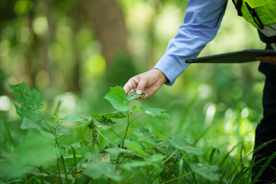 Field researcher using a tablet and examining wet green leaves in a forest, showing plant study, environmental monitoring, and nature conservation.