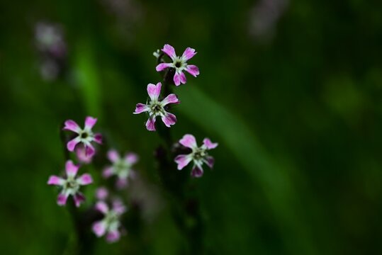 Silene gallica flowers. It blooms whoite or pink flowers in early summer. It is known as "catchfly" because it traps insects with its sticky glandular hairs.