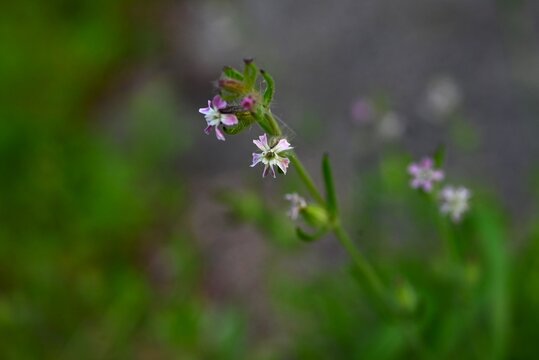 Silene gallica flowers. It blooms whoite or pink flowers in early summer. It is known as "catchfly" because it traps insects with its sticky glandular hairs.
