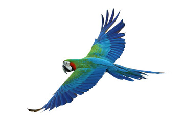 Colorful flying Harlequin Macaw parrot isolated on transparent background png file © Passakorn