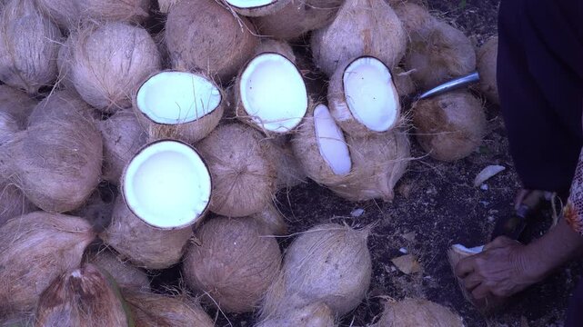 Close-Up Hands of Elderly Woman Peeling and Separating Coconut Flesh from Shell